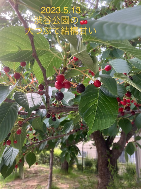 渋谷公園のサクランボ